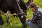 Vacher alimentant ses vaches